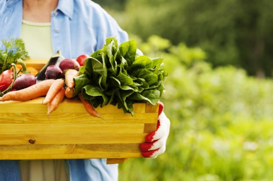 Senior-Woman-Holding-Box-Vegetables